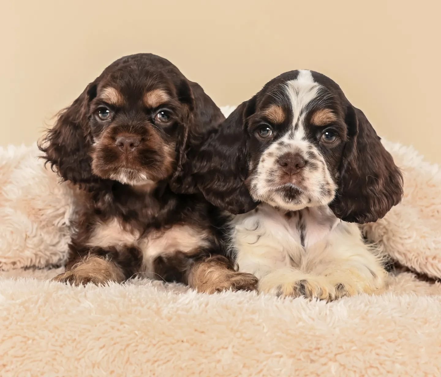 Leia mais sobre o artigo Canil de Cocker Spaniel Americano
