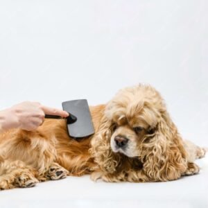 Leia mais sobre o artigo O cachorro da raça Cocker Spaniel Americano solta muito pelo?