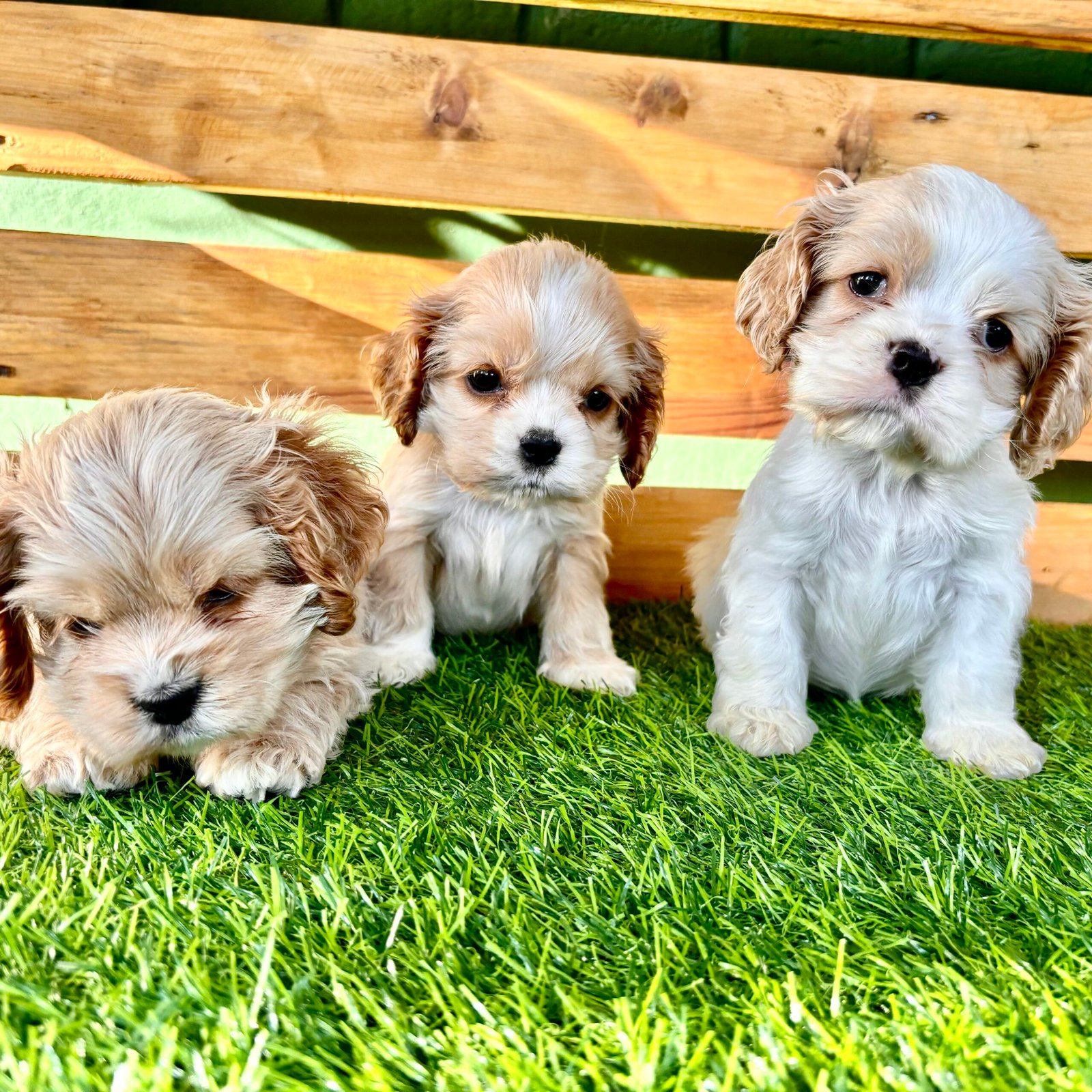 Leia mais sobre o artigo Filhotes da raça Cocker Spaniel Americano – Ninhada Frozen