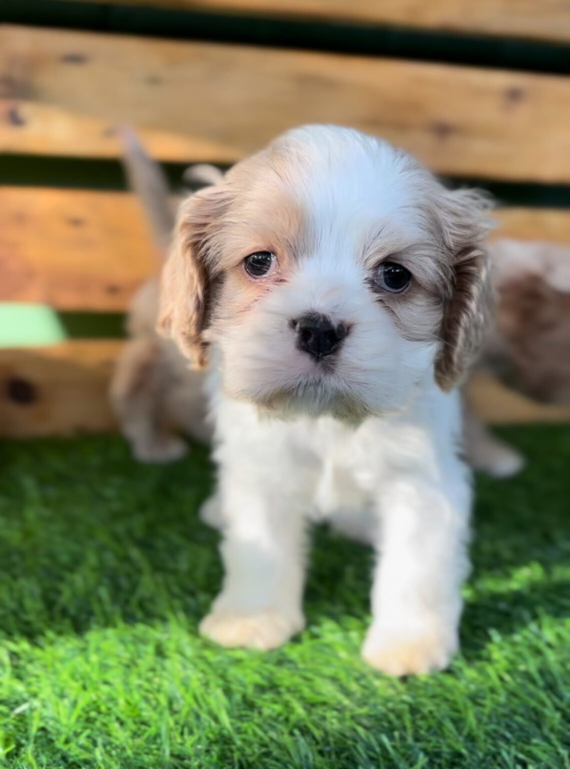 Bebe Cocker Bebê filhote fêmea da raça Cocker Spaniel
